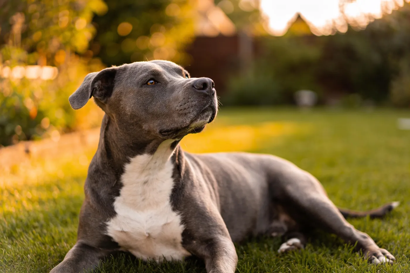 American Staffordshire Terrier bleu couché sur une pelouse