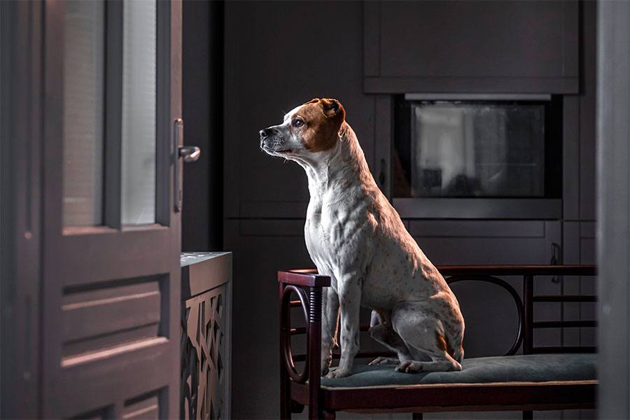 Éduquer son chien pour lui apprendre à rester seul