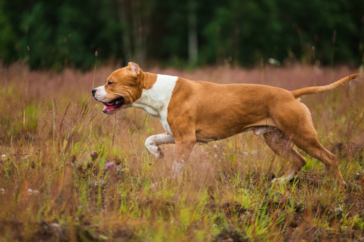 solutions pour chien fugueur american staffordshire