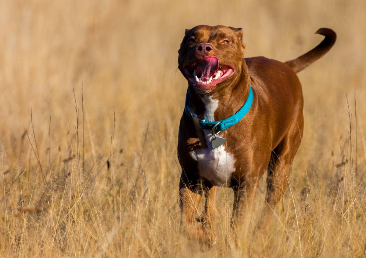 Chien fugueur : quelles solutions ?