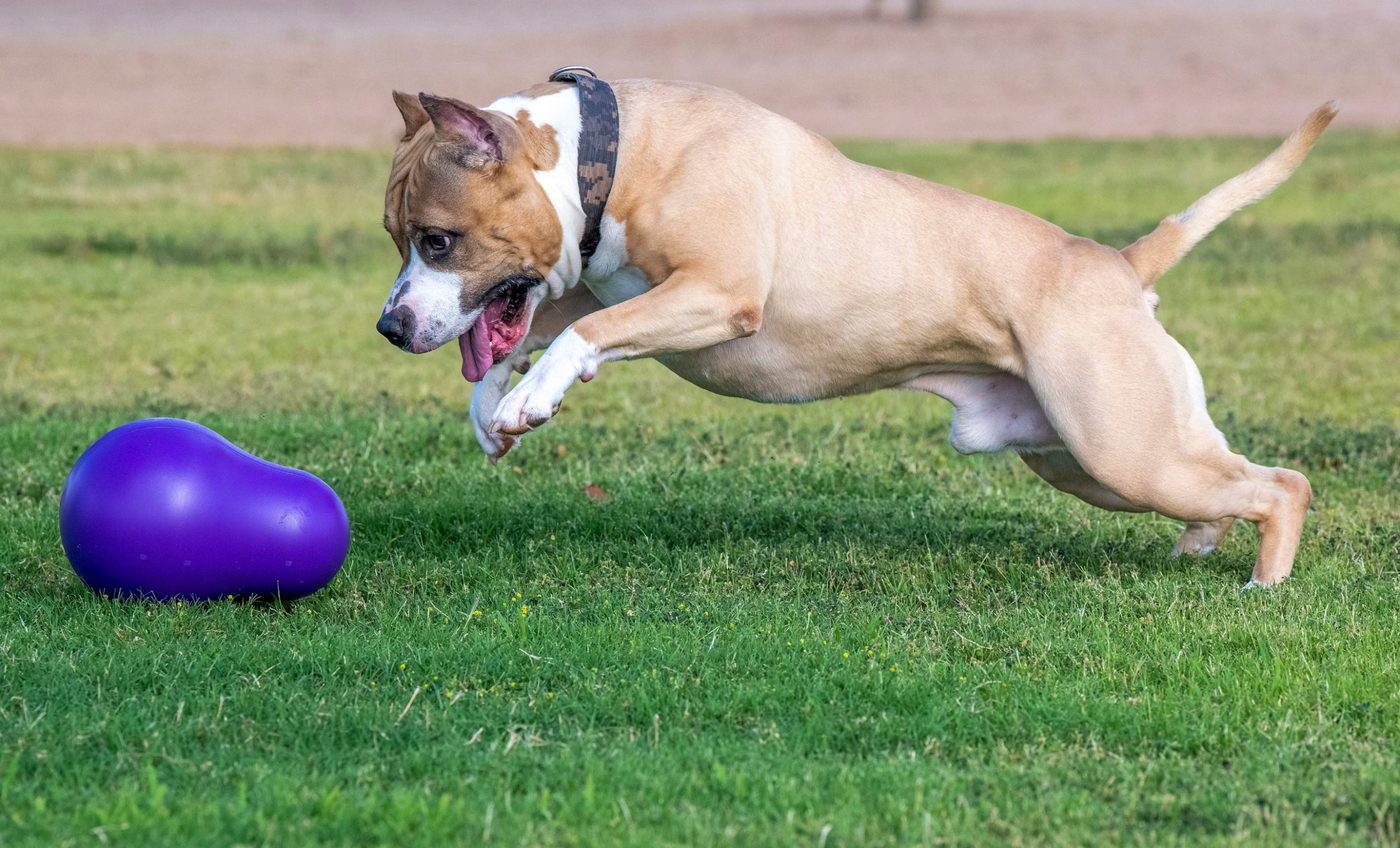 Peut-on emmener son Amstaff aux écuries ? Ce qu’il faut savoir