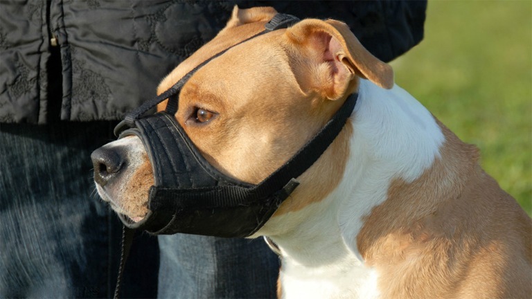 La législation et l'American Staffordshire terrier