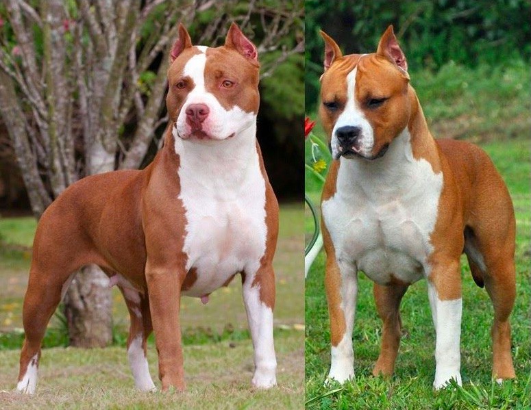 Différence entre chien de 1ère et 2ème catégorie.