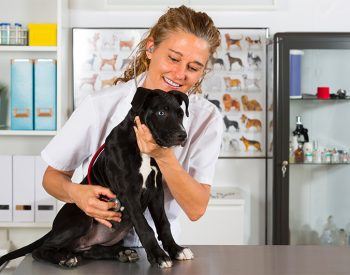 Études vétérinaires en Europe : un parcours alternatif au concours français