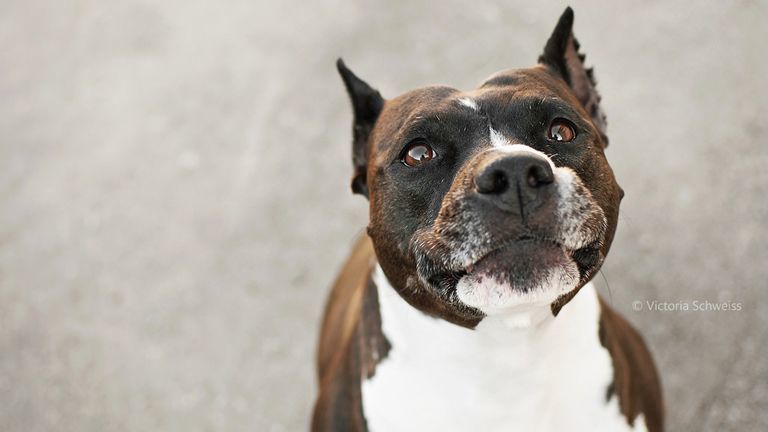 American Staff Portrait Qualites Et Defauts De Ce Chien