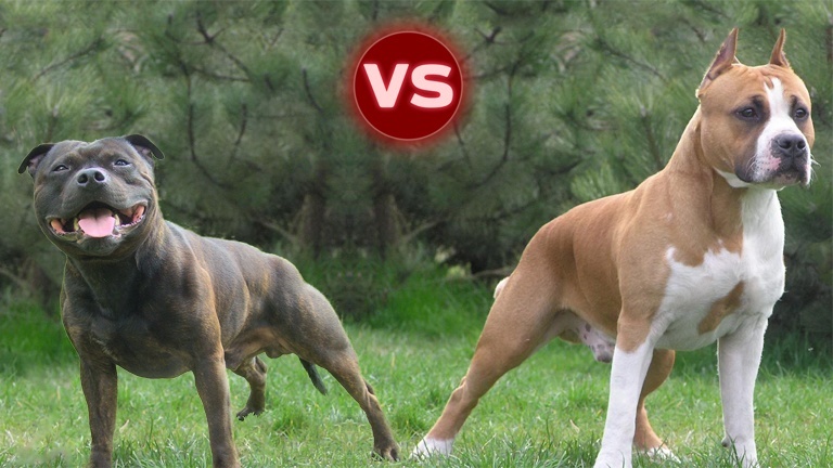 Différence entre AmStaff et Staffie