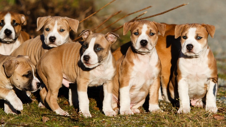 chiots american staffordshire