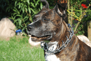 Amstaff collier etrangleur