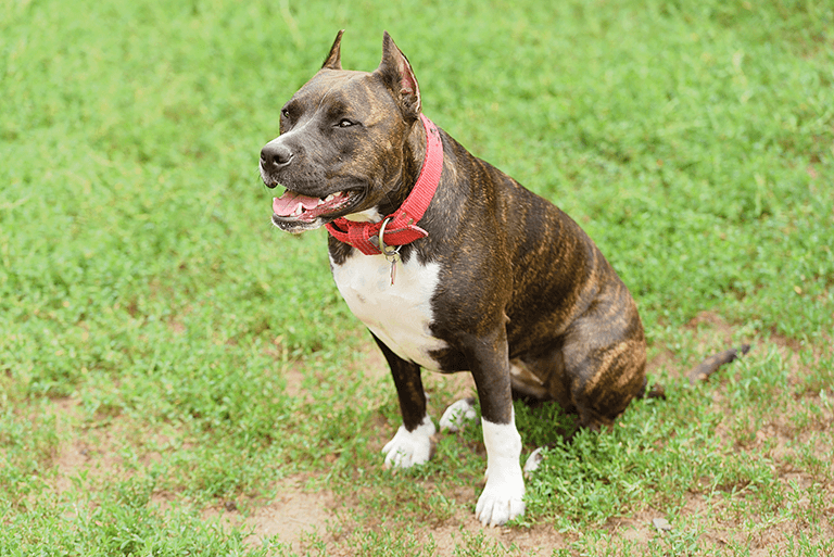 Quel collier pour chien choisir pour votre american staff ?