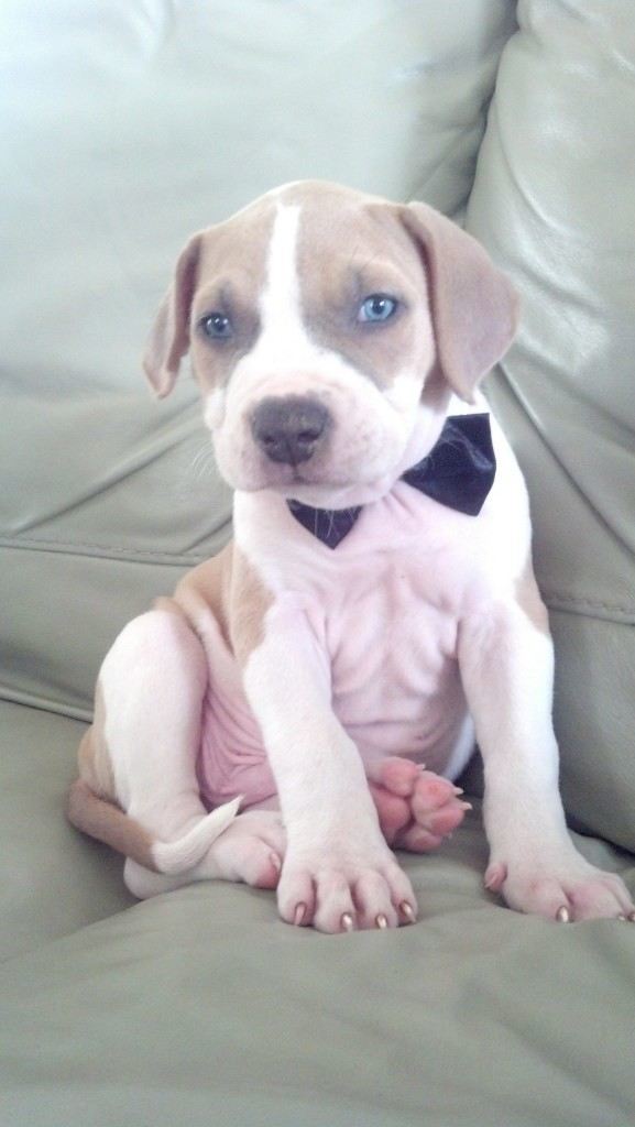 chiot amstaff