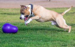 Peut-on emmener son Amstaff aux écuries ? Ce qu’il faut savoir