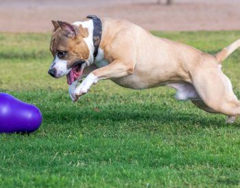 Peut-on emmener son Amstaff aux écuries ? Ce qu’il faut savoir