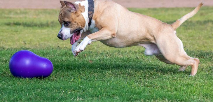 Peut-on emmener son Amstaff aux écuries ? Ce qu’il faut savoir Peut-on emmener son Amstaff aux écuries ? Ce qu’il faut savoir